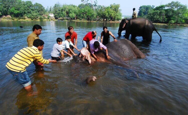 Dubare Elephant Camp