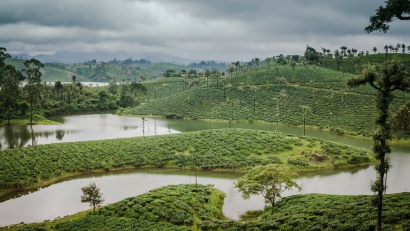 Valparai Tea Estate view