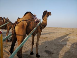 Camel cart ride at White Desert