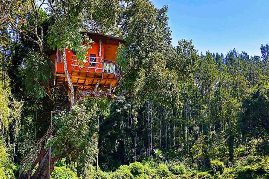 Treehouse at the Eco-Farm Hotel In Kodaikanal