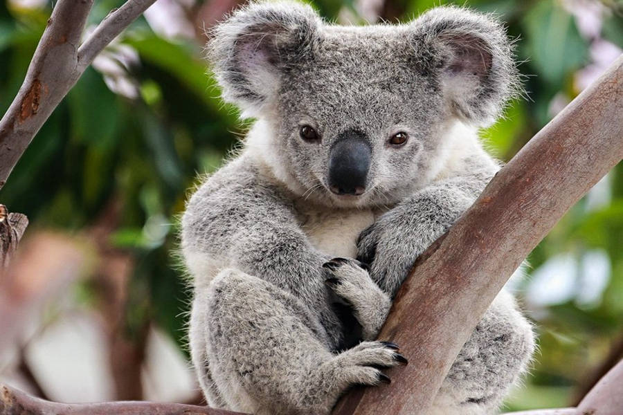 Koala-conservation-centre-Melbourne