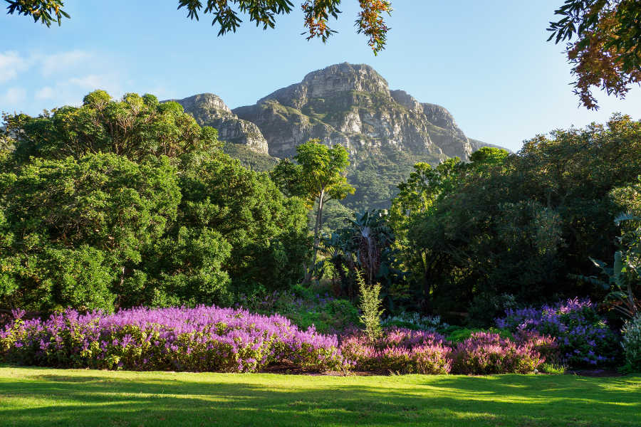 Kirstenbosch Botanical Gardens Landscape Nature Tree-Cape Town