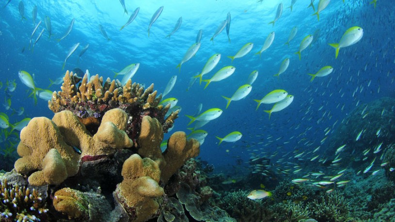 Scuba Diving At Chidiya Tapu - Clear visibility