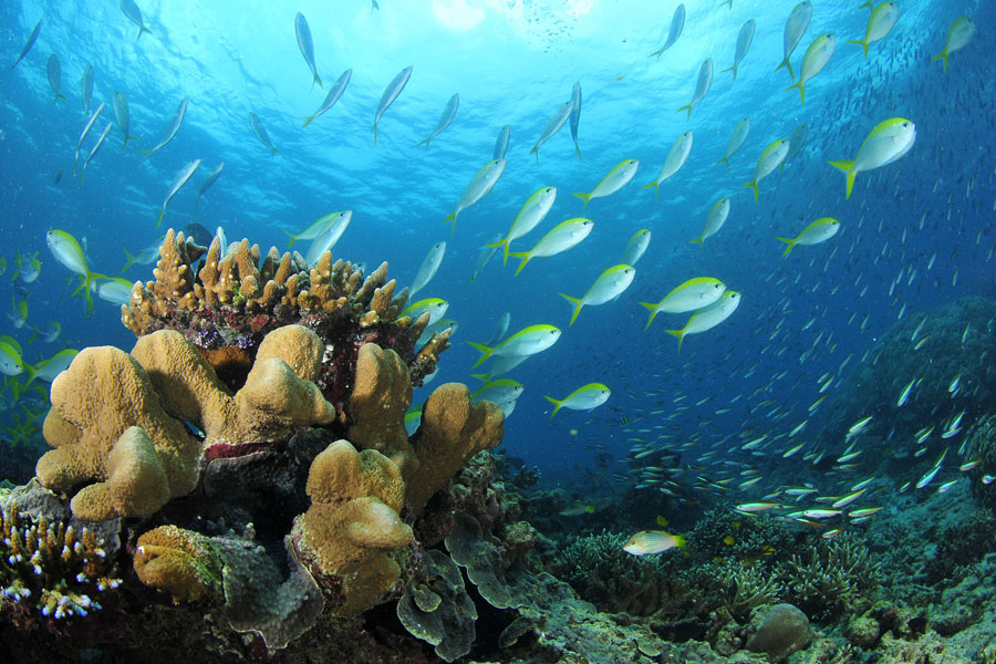 Scuba Diving At Chidiya Tapu - Clear visibility