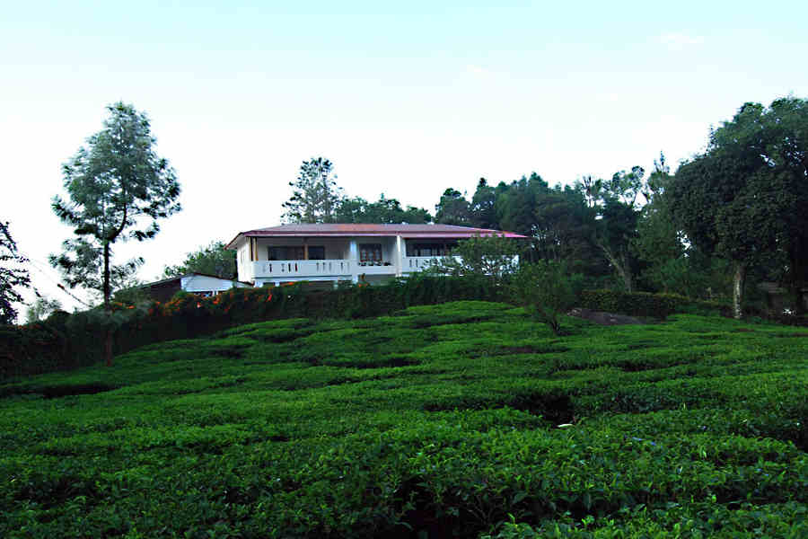 Tea gardens at the Plantation Estate at Pothamedu