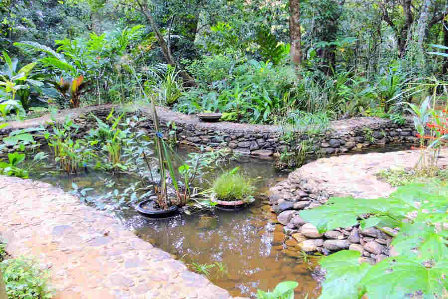 Pond at Serene Forest Resort And Spa Near Baindur