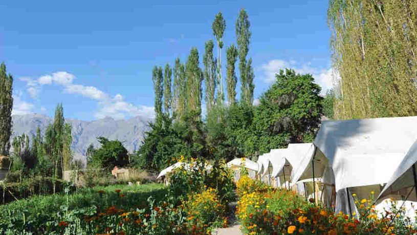 Beautiful Campsite At Sumur In Nubra Valley