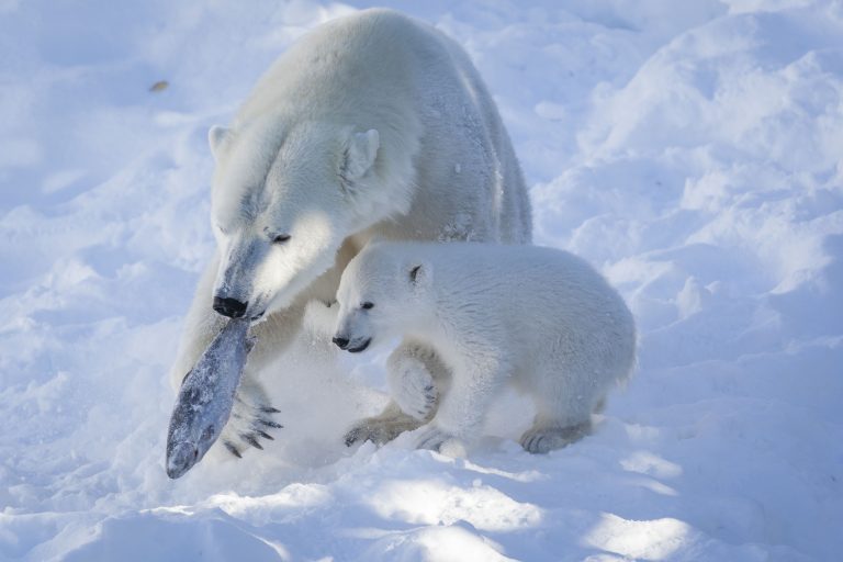 Ranua Zoo Visit - Polar Bear