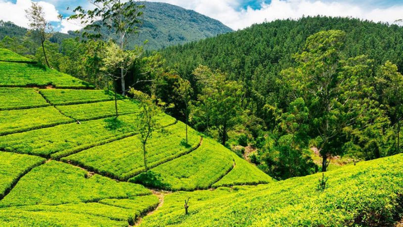 Nuwara Eliya-Sri Lanka