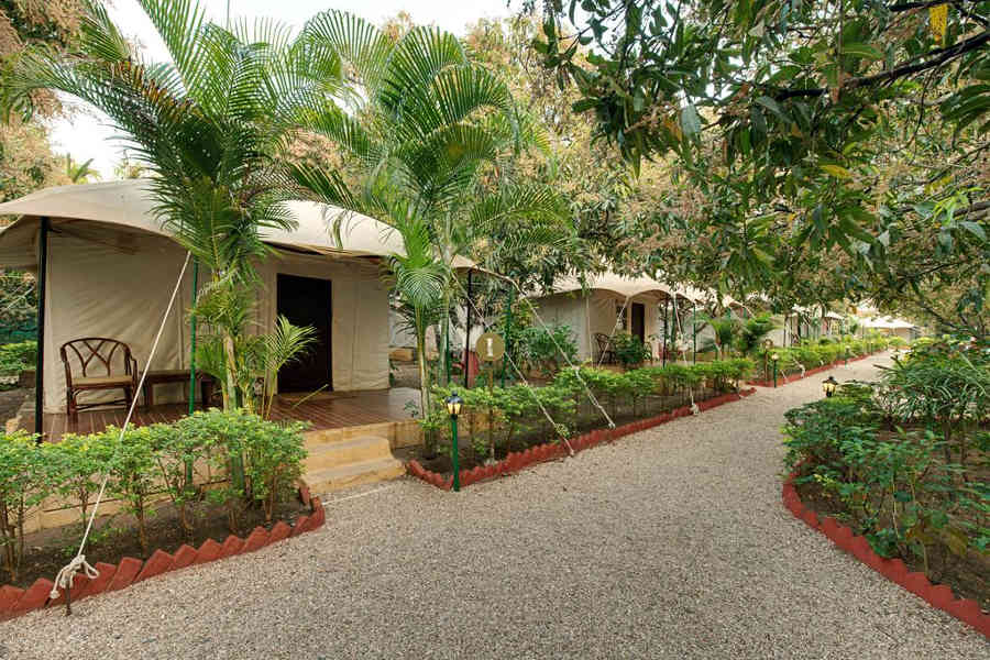 Cottages at the Luxury Camp Stay At Gir